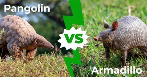 Pangolin vs armadillo - Feb 22, 2022 · If you often wonder who'd win in a pangolin vs armadillo conflict, check out these facts on these timid ants and termites eaters and decide for yourself!